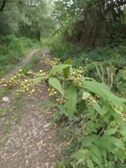Lysimachia verticillaris