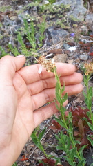 Eucephalus paucicapitatus