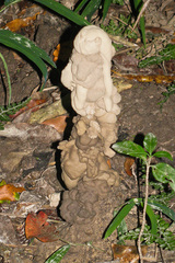 Microchaetus stuckenbergi