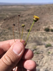 Thelesperma longipes