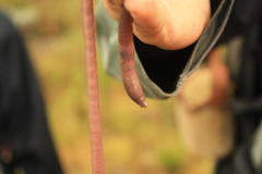 Microchaetus stuckenbergi