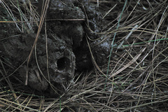 Microchaetus stuckenbergi