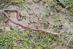 Microchaetus stuckenbergi