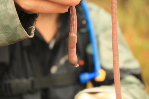Microchaetus stuckenbergi