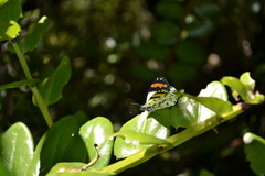 Eroessa chiliensis