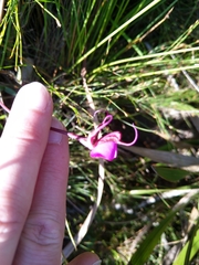 Disperis capensis