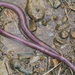 Amatola Giant Earthworm - Photo (c) magriet b, some rights reserved (CC BY-SA), uploaded by magriet b