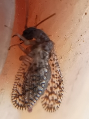 Psectra diptera