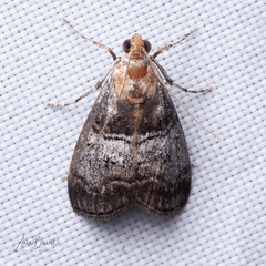 Pococera maritimalis