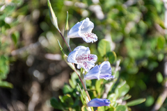 Gladiolus caeruleus