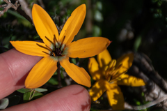 Pauridia linearis