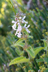 Stachys bolusii