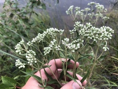 Eupatorium resinosum