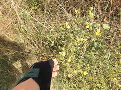 Linaria genistifolia