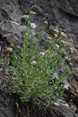 Eucephalus paucicapitatus