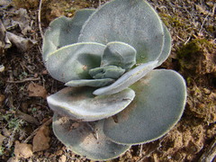Crassula tomentosa