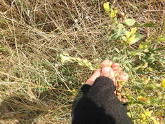 Linaria genistifolia