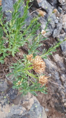 Eucephalus paucicapitatus