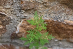 Artemisia annua