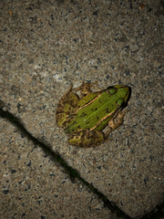 Pelophylax