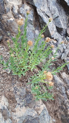 Eucephalus paucicapitatus