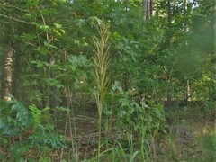 Saccharum brevibarbe