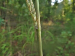 Saccharum brevibarbe