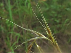 Saccharum brevibarbe