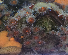 Corynactis californica