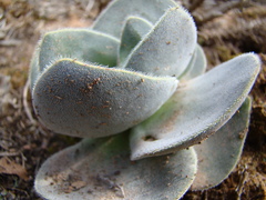 Crassula tomentosa