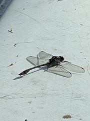 Dromogomphus spinosus