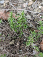 Thymus callieri