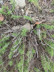 Thymus callieri