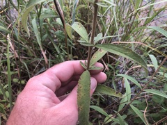 Eupatorium resinosum