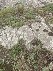 Cleistogenes serotina