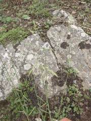 Cleistogenes serotina