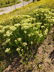 Lepidium draba