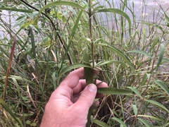 Eupatorium resinosum