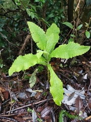 Acrisione cymosa