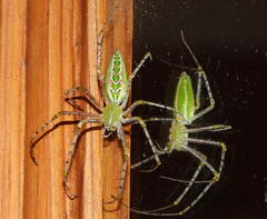 Peucetia striata
