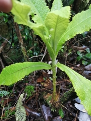 Acrisione cymosa