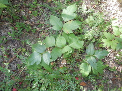 Toxicodendron radicans negundo
