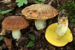Hemileccinum depilatum