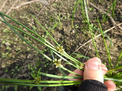 Cyperus pannonicus