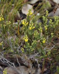Aspalathus ericifolia ericifolia