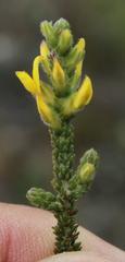 Aspalathus ericifolia ericifolia
