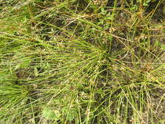 Cyperus pannonicus