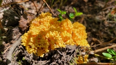 Ramaria flava