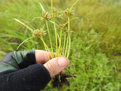Cyperus fuscus