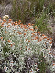 Helichrysum cochleariforme